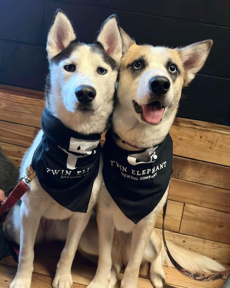 Dog Bandana