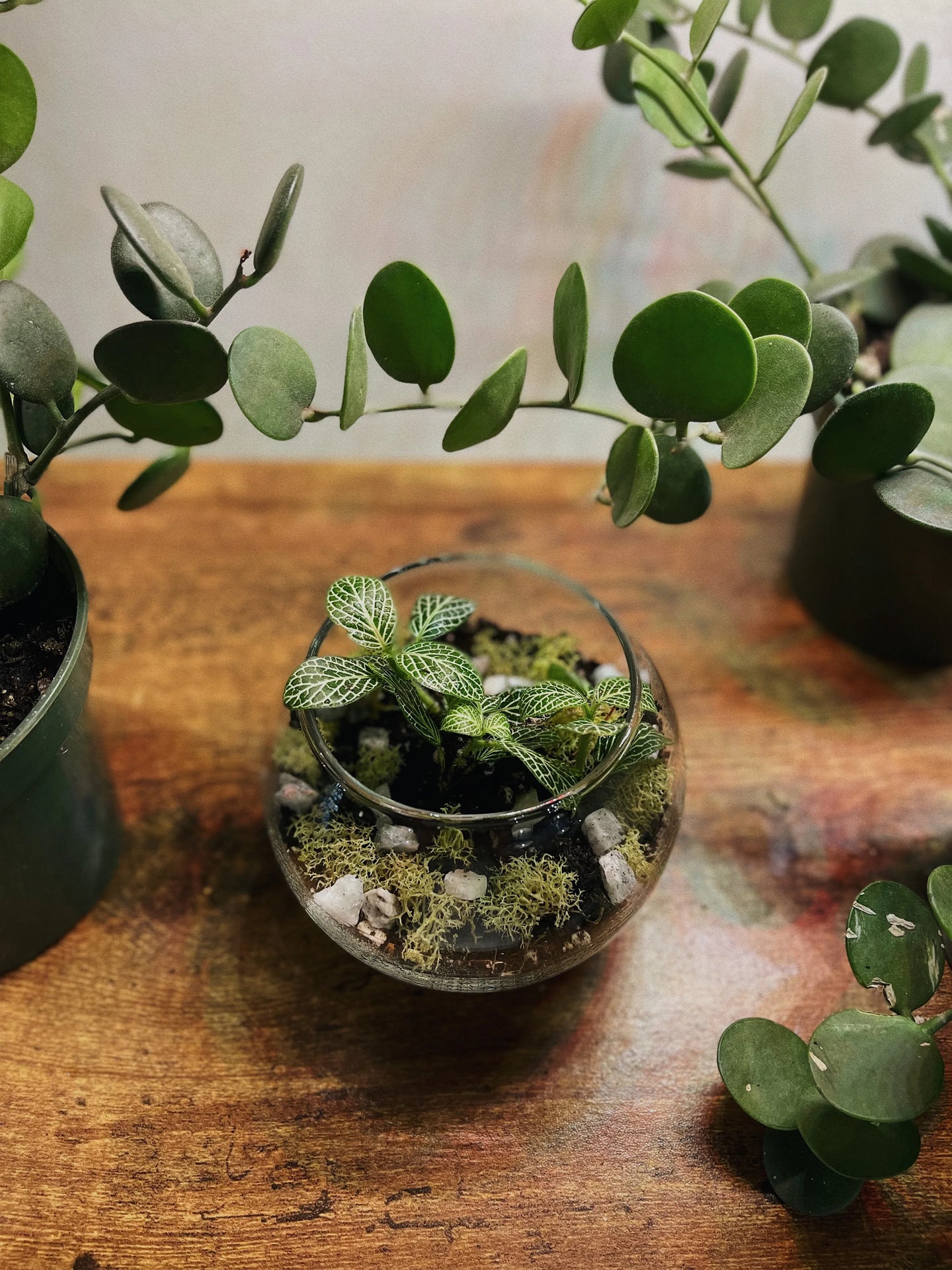 Terrarium Workshop Tickets