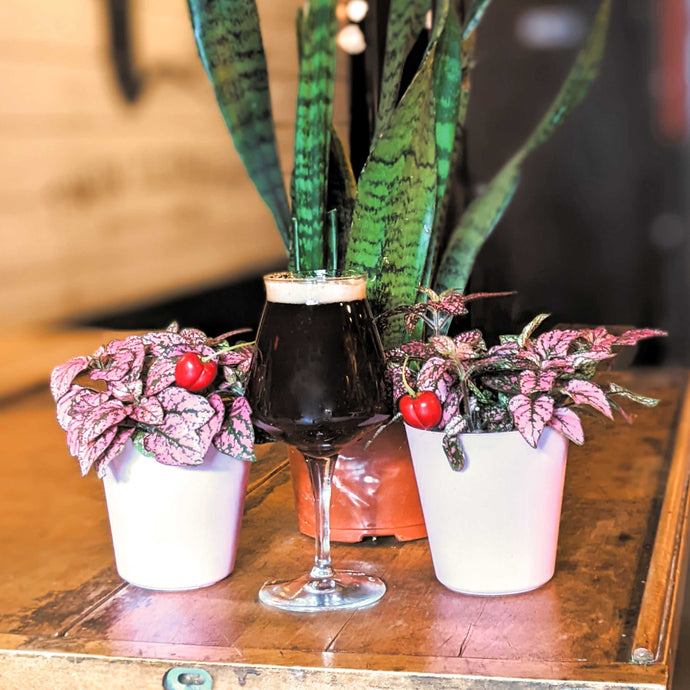 CHERRY FLOOMS | Red Kettle Sour | 7%